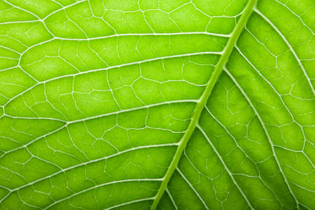 Texture of fresh green leaf for natural background.