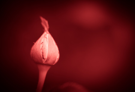 Bud of fresh garden rose.の写真素材