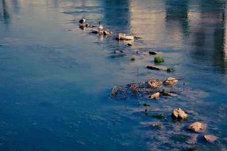 Bird sitting on the track of the stones in the water of a mountain river. Toned.