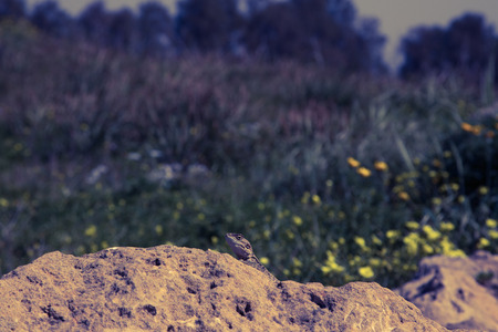 Mountain agama (Laudakia stellio) basking on a rock on the natural green blur background. Toned.の写真素材