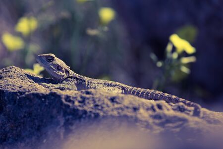 Mountain agama (Laudakia stellio) basking on a rock on the natural green blur background. Toned.の写真素材
