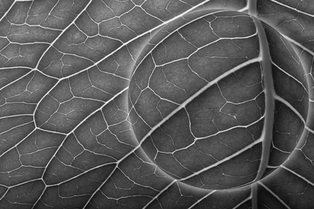 Planet with texture of natural leaf. Toned.の写真素材