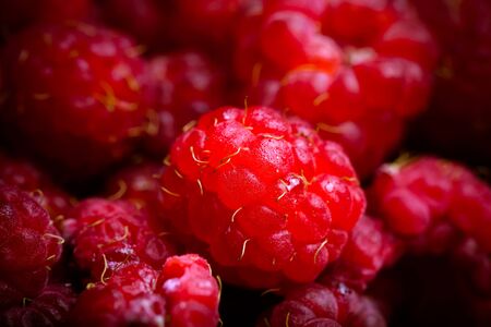 Lots of fresh bright red raspberries. Selective focus. Shallow depth of field. Toned.の写真素材