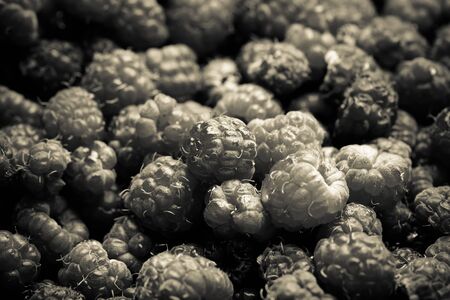 Lots of fresh bright red raspberries. Selective focus. Shallow depth of field. Toned.