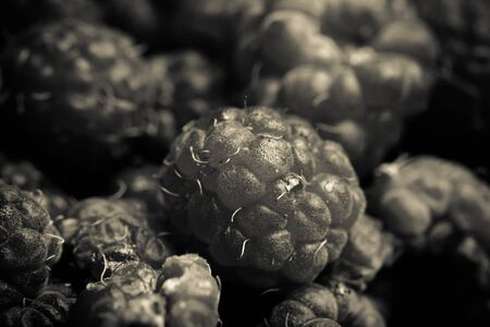 Lots of fresh bright red raspberries. Selective focus. Shallow depth of field. Toned.