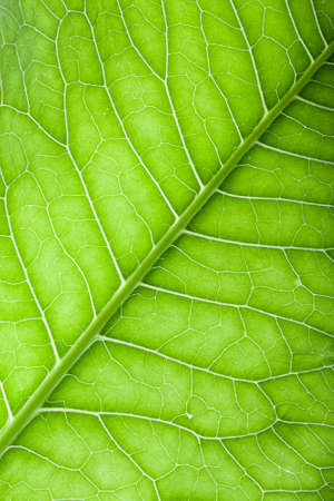 Texture of fresh green leaf for natural background.の写真素材