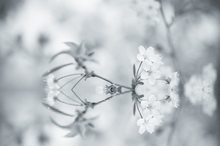 Beautifull cherry blossom with reflection in a water. Collage. Selective focus. Toned.の写真素材