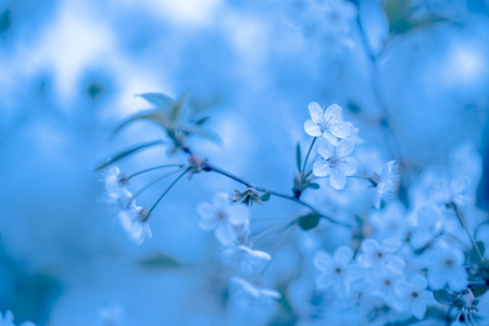 Beautifull cherry blossom with reflection in a water. Collage. Selective focus. Toned.の写真素材