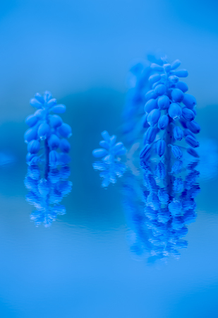Beautifull blue flower with reflection in a water. Collage. Selective focus. Toned.の写真素材
