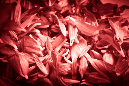 Fresh white and red flower petals. Selective focus. Shallow depth of field. Toned.の写真素材