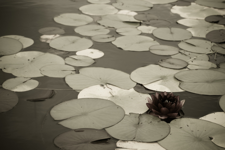 Water lily (Nymphaéa) on the surface of garden pond. Selective focus. Toned.の写真素材