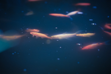 Red fishes in the pond in the garden. Selective focus. Shallow depth of field. Toned.