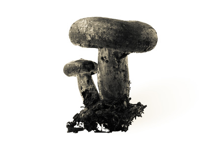 Autumn harvest of wild mushroom  (Lactarius necator) isolated on the white background. Toned.の写真素材