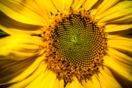 Bright yellow sunlight close up. Toned.の写真素材