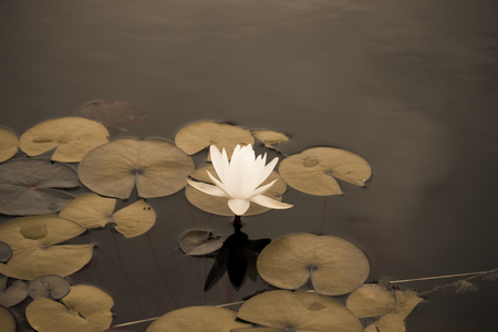 Water lily (Nymphaéa) on the surface of garden pond. Selective focus. Toned.の写真素材