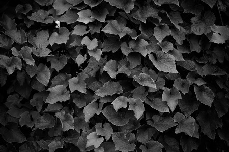 Wall of green grape leaves. Selective focus. Toned.の写真素材