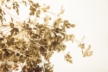 Leaves of fresh parsley on a white background. Toned.の写真素材