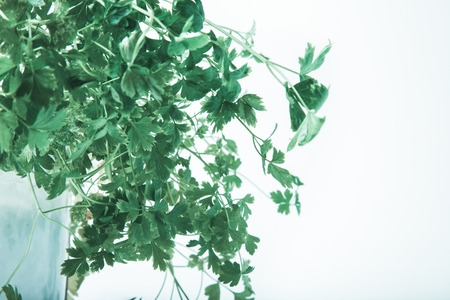 Leaves of fresh parsley on a white background. Toned.の写真素材