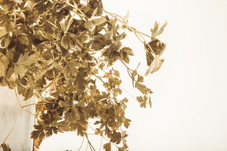Leaves of fresh parsley on a white background. Toned.の写真素材