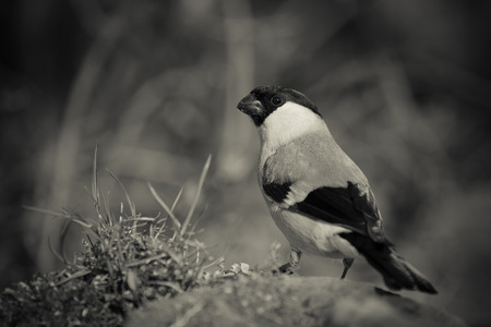 Bullfinch (Pyrrhula pyrrhula) on defocused blurred natural background. Focus on eyes. Toned.の写真素材