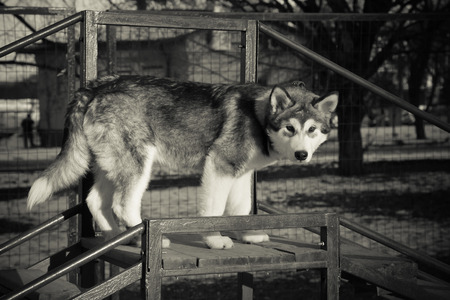 Puppy of alaskan malamute on a training ground in winter. Toned.の写真素材