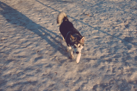 Puppy of alaskan malamute on a training ground in winter. Toned.の写真素材