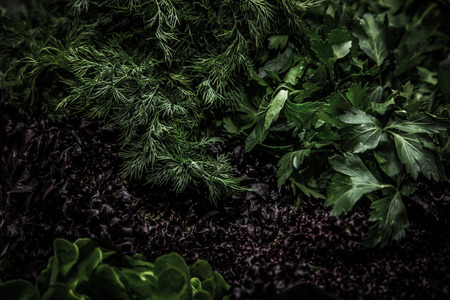Fresh greens in metal bowl on professional kitchen. Selective focus. Shallow depth of field. Toned.の写真素材