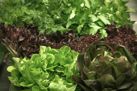 Set of fresh vegetables and herbs. Selective focus. Shallow depth of field. Toned.の写真素材