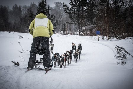 Sledding with husky dogs in a winter forest. Near Totma town Vologodskaya region, Russia. Toned.の写真素材