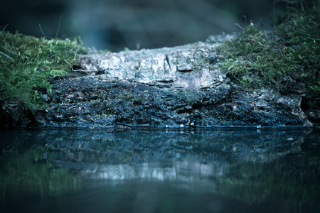 The old log with moss on a pond in the woods. Selective focus. Toned.の写真素材