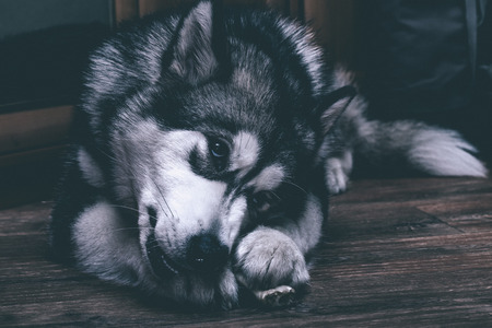 Young alaskan malamute eats bone on a floor. Selective focus. Toned.の写真素材