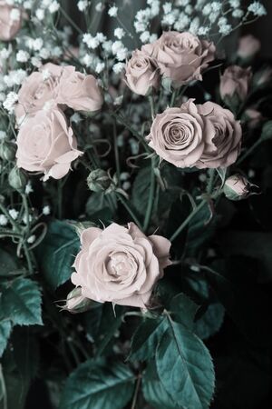 Wonderful bouquet of bush roses and gypsophila on a dark background. Selective focus. Shallow depth of field. Toned.の写真素材