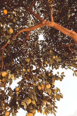 Large lemon tree with ripe lemons. Toned.の写真素材