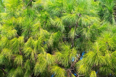 Branches of pine in autumn season. Turkey in november.