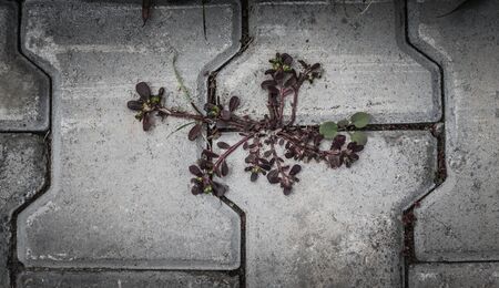 Plant sprouted through the tile on the sidewalk. Toned.の写真素材