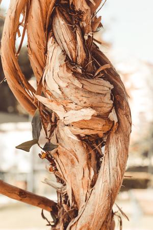 Bizarre interlacing of the branches of the southern tree. Selective focus. Shallow depth of field. Toned.の写真素材