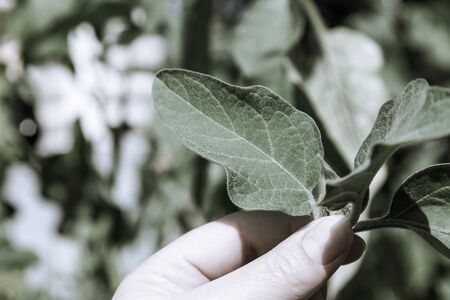 Woman's hand holds a plant in the garden. Selective focus. Shallow depth of field. Toned.の写真素材