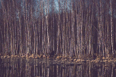 Beautiful view in the forest. Toned.の写真素材