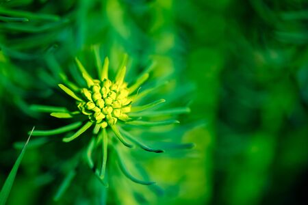 Flowering small plant on natural blurred background. Shallow depth of field. Selective focus. Toned.の写真素材
