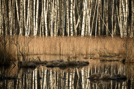 Beautiful view in the forest. Toned.の写真素材