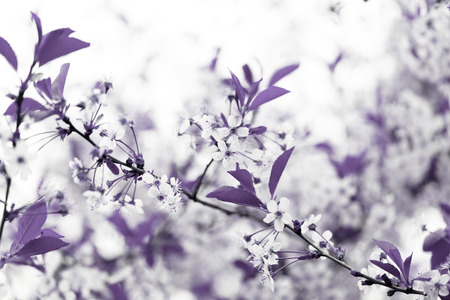 Blossom branch of apple or cherry. Shallow depth of field. Selective focus. Toned.の写真素材