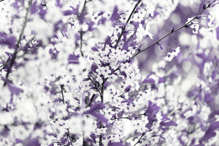 Blossom branch of apple or cherry. Shallow depth of field. Selective focus. Toned.の写真素材