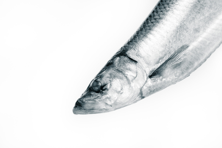 Herring fish on a white background. Toned.の写真素材