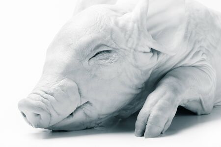 Raw suckling pig on a light background. Selective focus. Toned.の写真素材