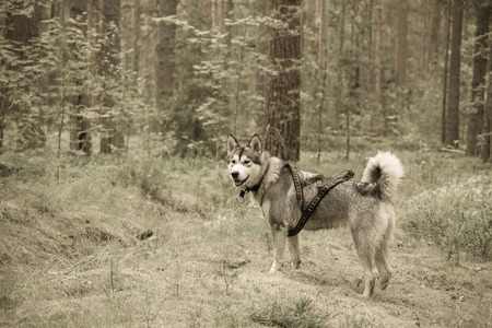 Dog breed alaskan malamute on the walking in a forest. Toned.