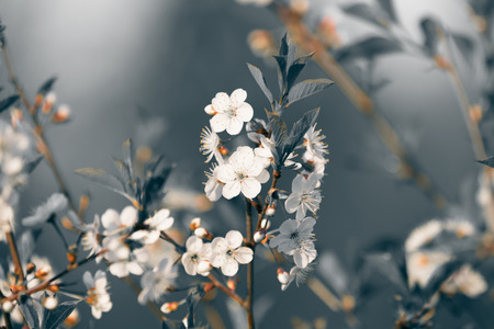 Blossom branch of apple or cherry. Shallow depth of field. Selective focus. Toned.の写真素材