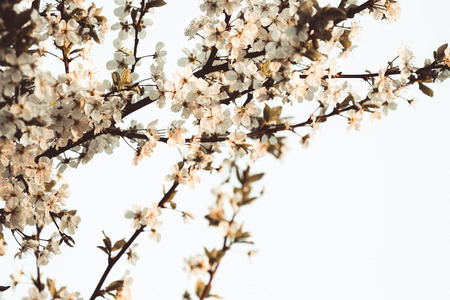 Blossom branch of apple or cherry. Shallow depth of field. Selective focus. Toned.の写真素材