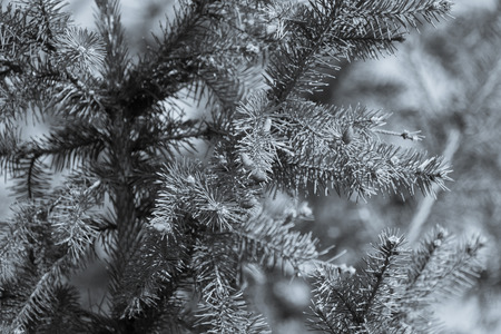 Green branch of a fir with young cones. Shallow depth of field. Selective focus. Toned.の写真素材