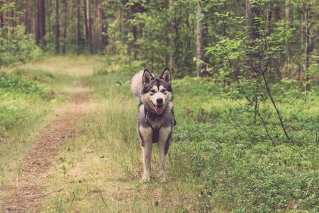 Dog breed alaskan malamute on the walking in a forest. Toned.の写真素材