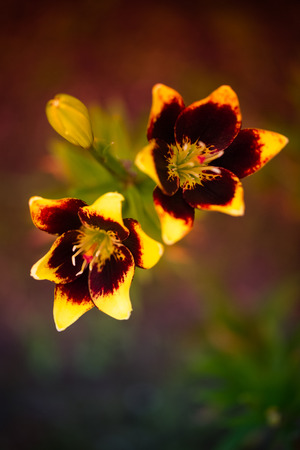 Closeup violet-yellow lilly flower in a garden. Selective focus. Shallow depth of field. Toned.の写真素材